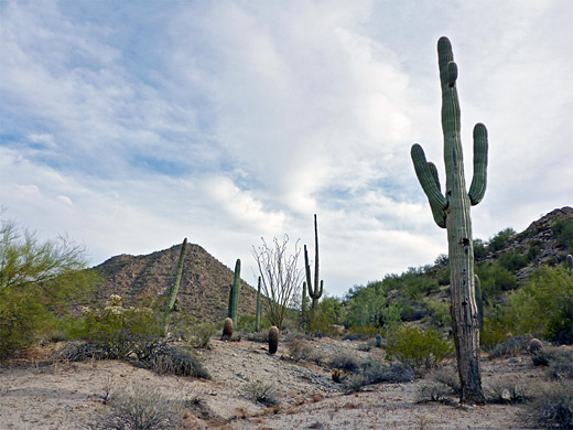 Saguaro and cholla