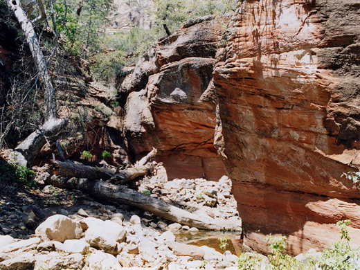 Overgrown streambed in Secret Canyon