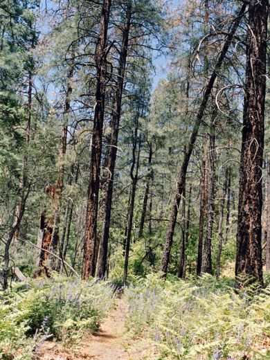 Path through the pine woods in Secret Canyon