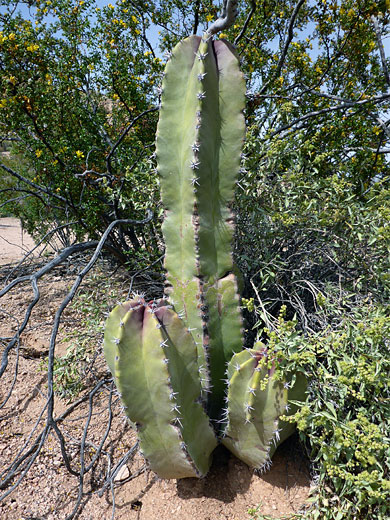 Senita cactus