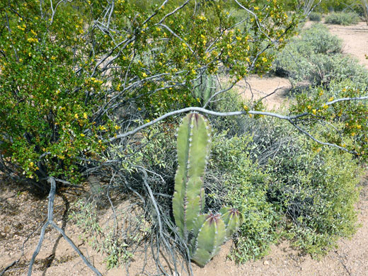 Senita and creosote bush