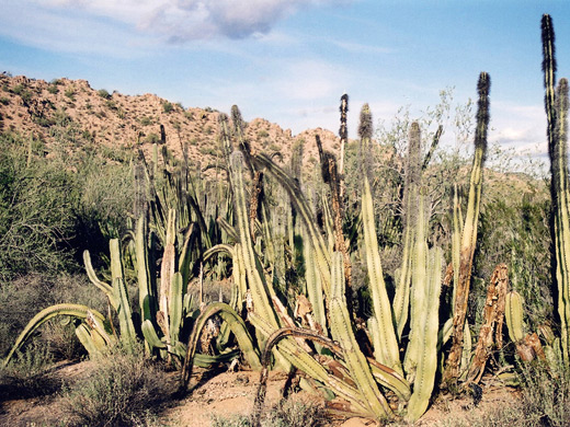 Senita, pachycereus schottii