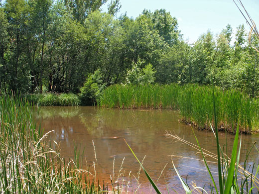 Bushes beside Oak Creek