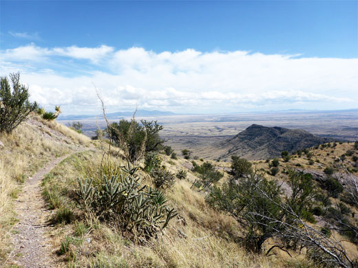 Cane cholla