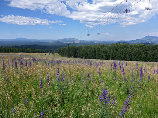 Meadow near the trailhead