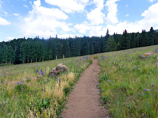 Path across a meadow