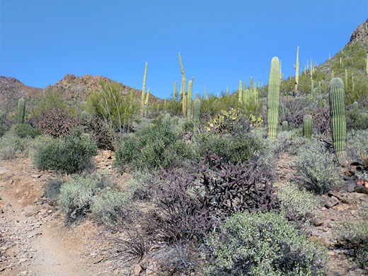 Varied cacti