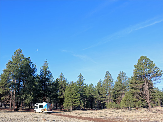 Forest camping