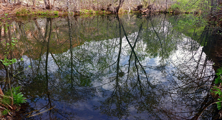 Reflections of trees on a wide pool
