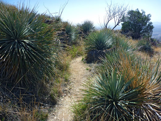 Sotol beside the path