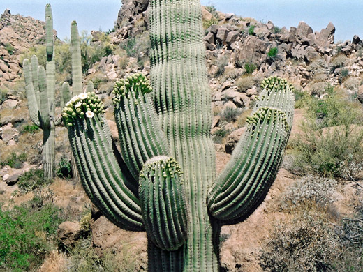 Saguaro branches