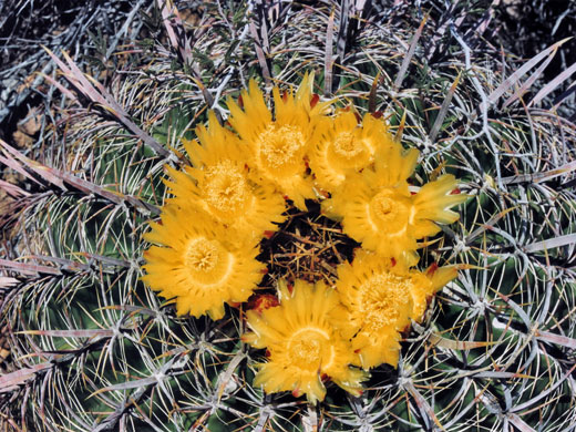 Yellow flowers of Arizona barrel cactus