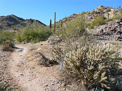 Toothaker Trail