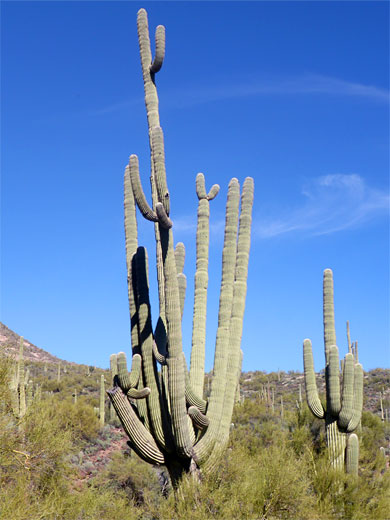 Many-branched saguaro