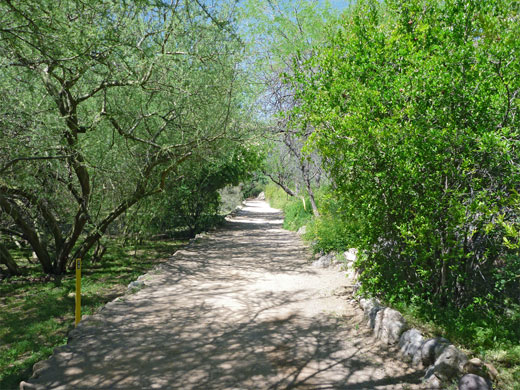 Tree-lined path