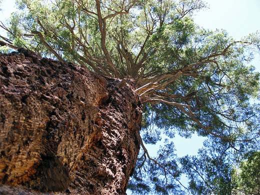 Tree trunk