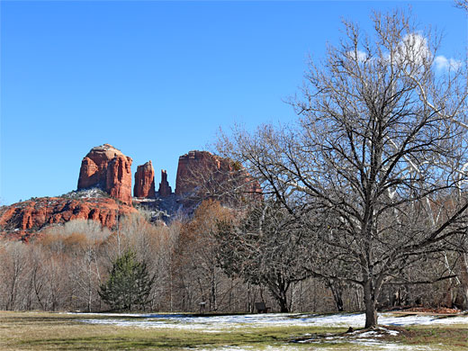 Tree and meadow, at the ranch