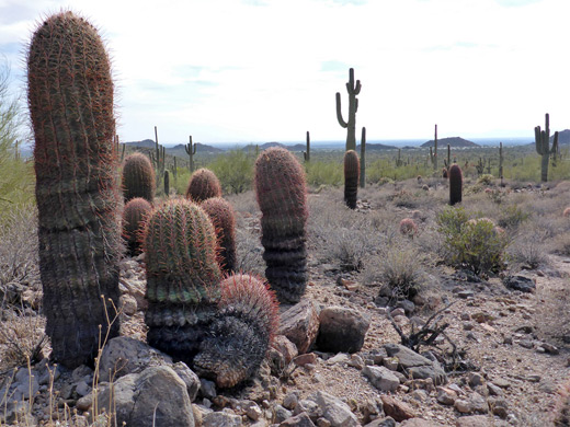 Ferocacti, Usery Mountain