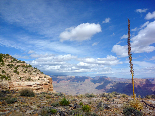 Tall flower stalk of the Utah agave