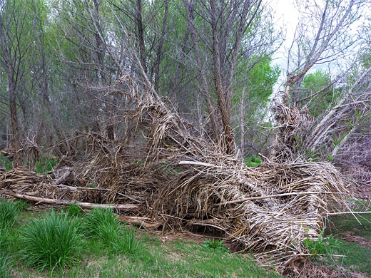 Flood debris beside the Verde River