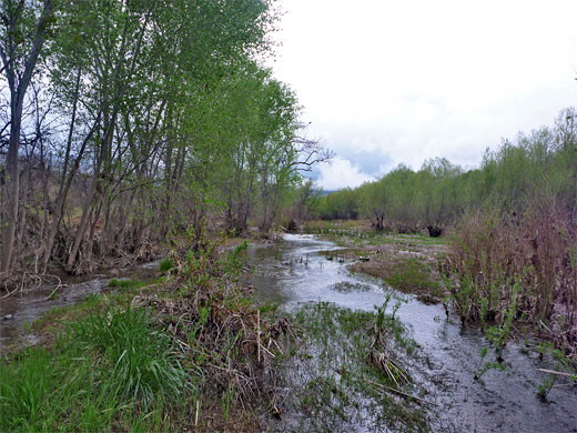 Riparian environment