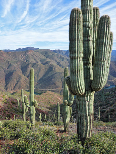Saguaro cacti on the steep slopes above Apache Lake