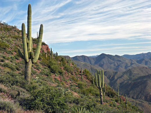 Steep hillside with saguaro and other desert plants