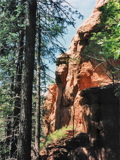 Shady spot in the pine forest