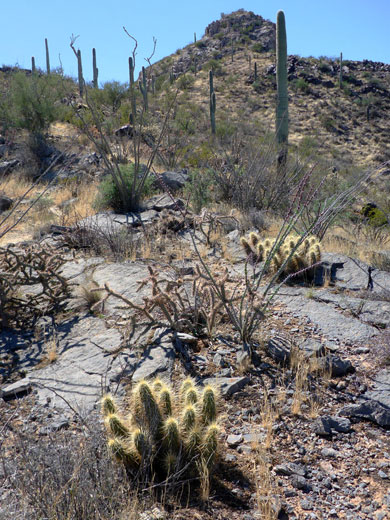 Cacti and flat rocks, Waterman Peak