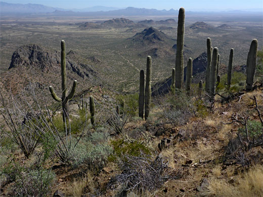 Group of saguaro