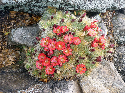 Red flowers