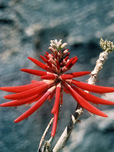 Long red petals