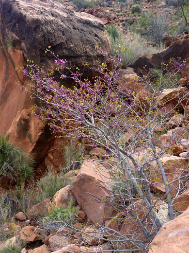 Western Redbud