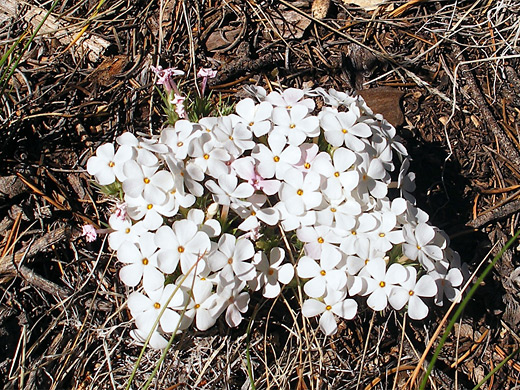 White phlox