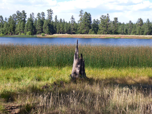 Reflections on a pool, Pomeroy Tanks