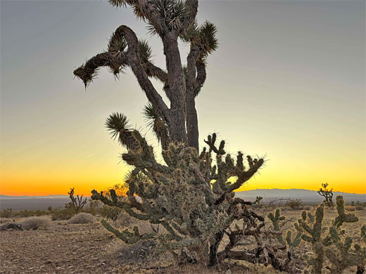 Cholla and Joshua tree