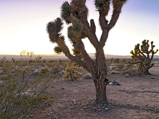 Two Joshua trees