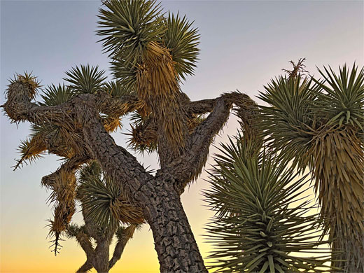 Joshua tree branches