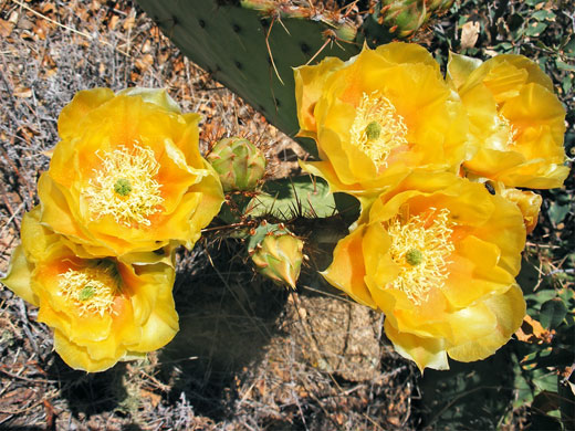 Yellow flowers of Engelmann prickly pear