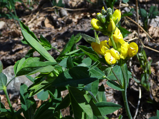 Yellow Pea; Flowers and buds - yellow pea (thermopsis montana) along the AB Young Trail, Sedona, Arizona