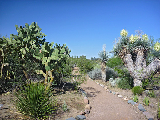 Yucca and opuntia