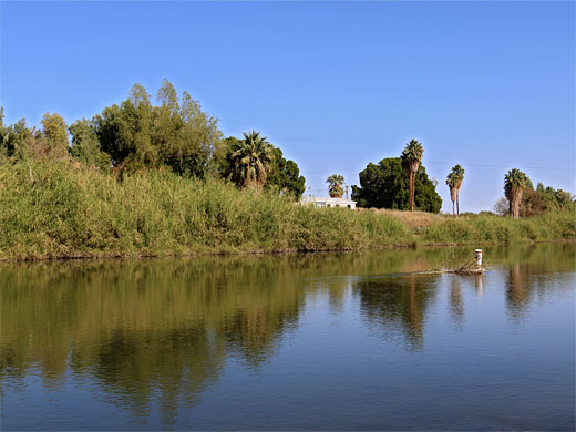 Colorado River at Centennial Beach