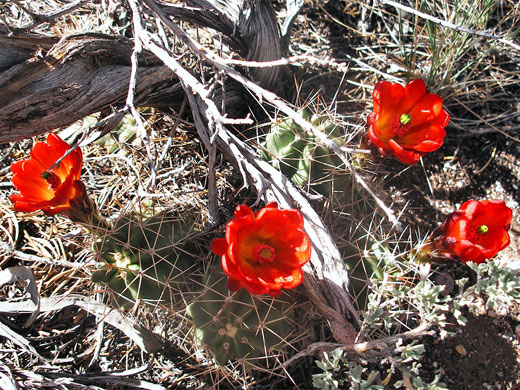 Claret cup
