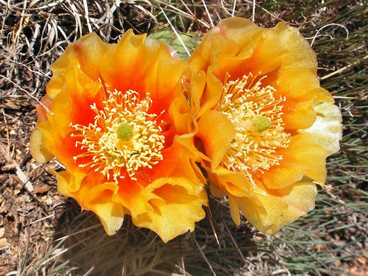 Tulip prickly pear, opuntia phaeacantha