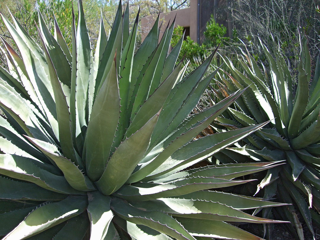 Agave avellanidens