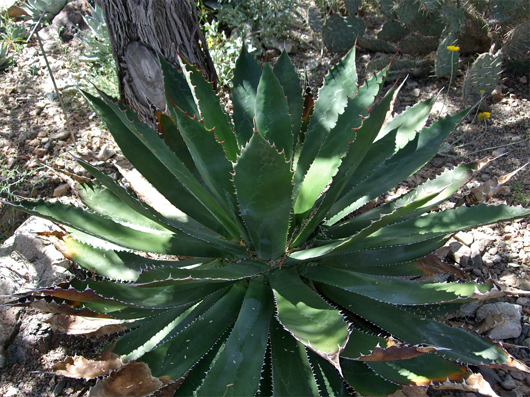 Agave bovicornuta