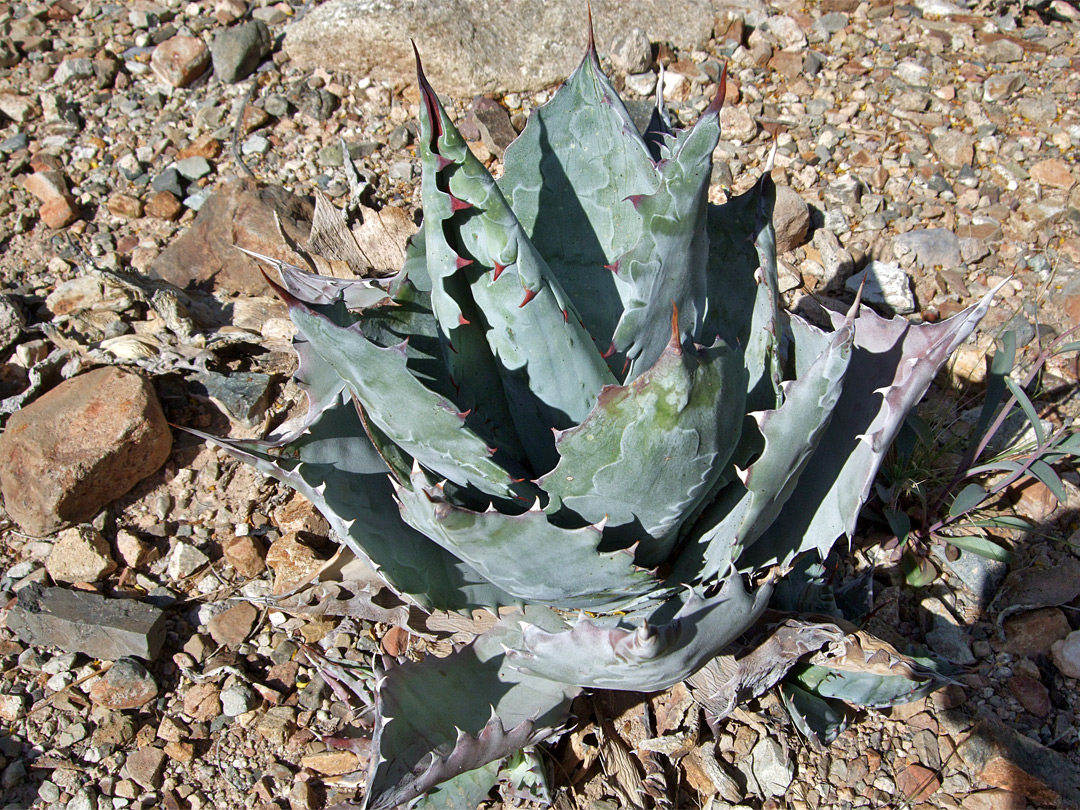 Agave colorata