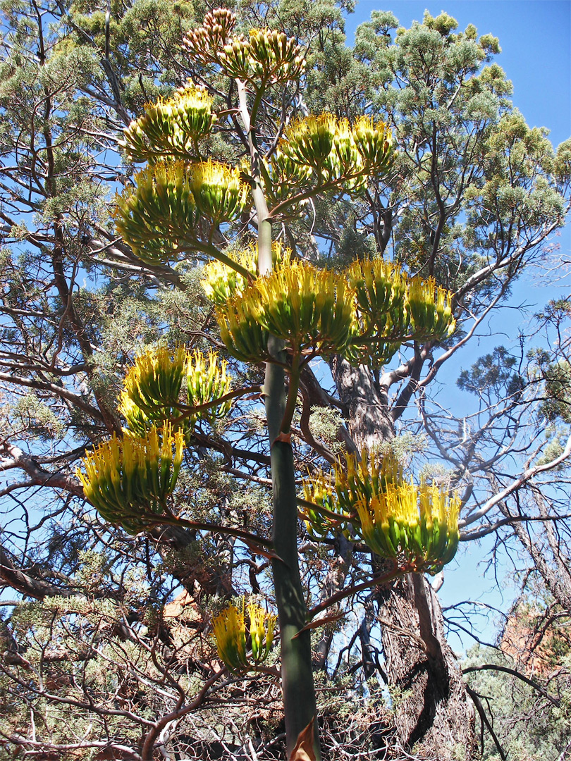 Agave flower, yellow stage