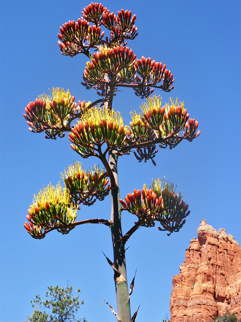 Agave flower, red stage