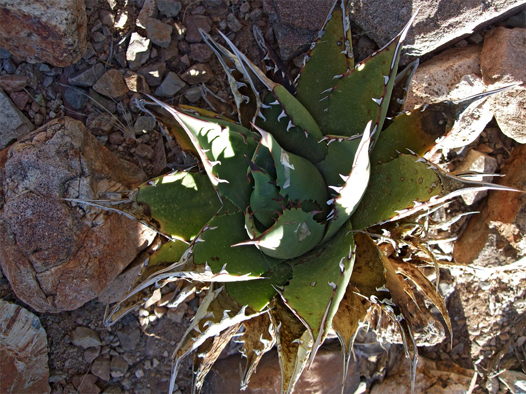 Agave margaritae